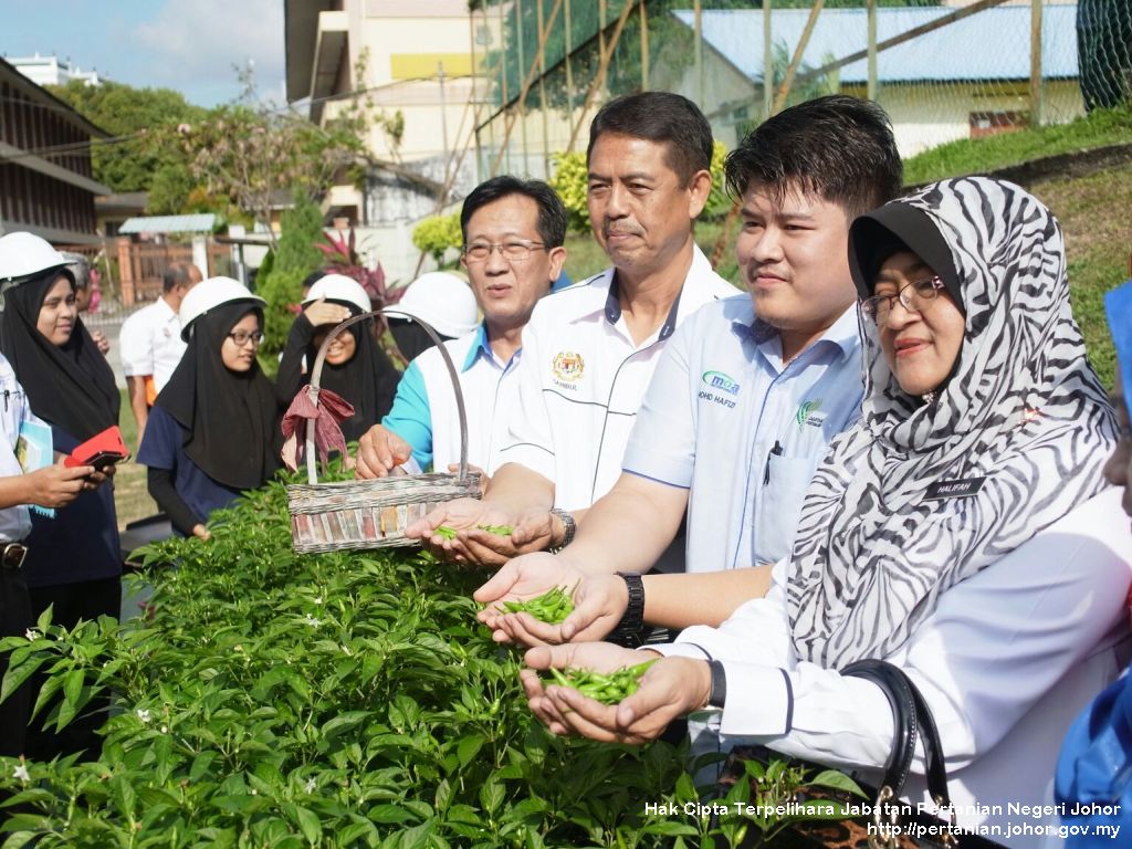 Cili Fertigasi KVTP  Laman Web Rasmi Jabatan Pertanian 