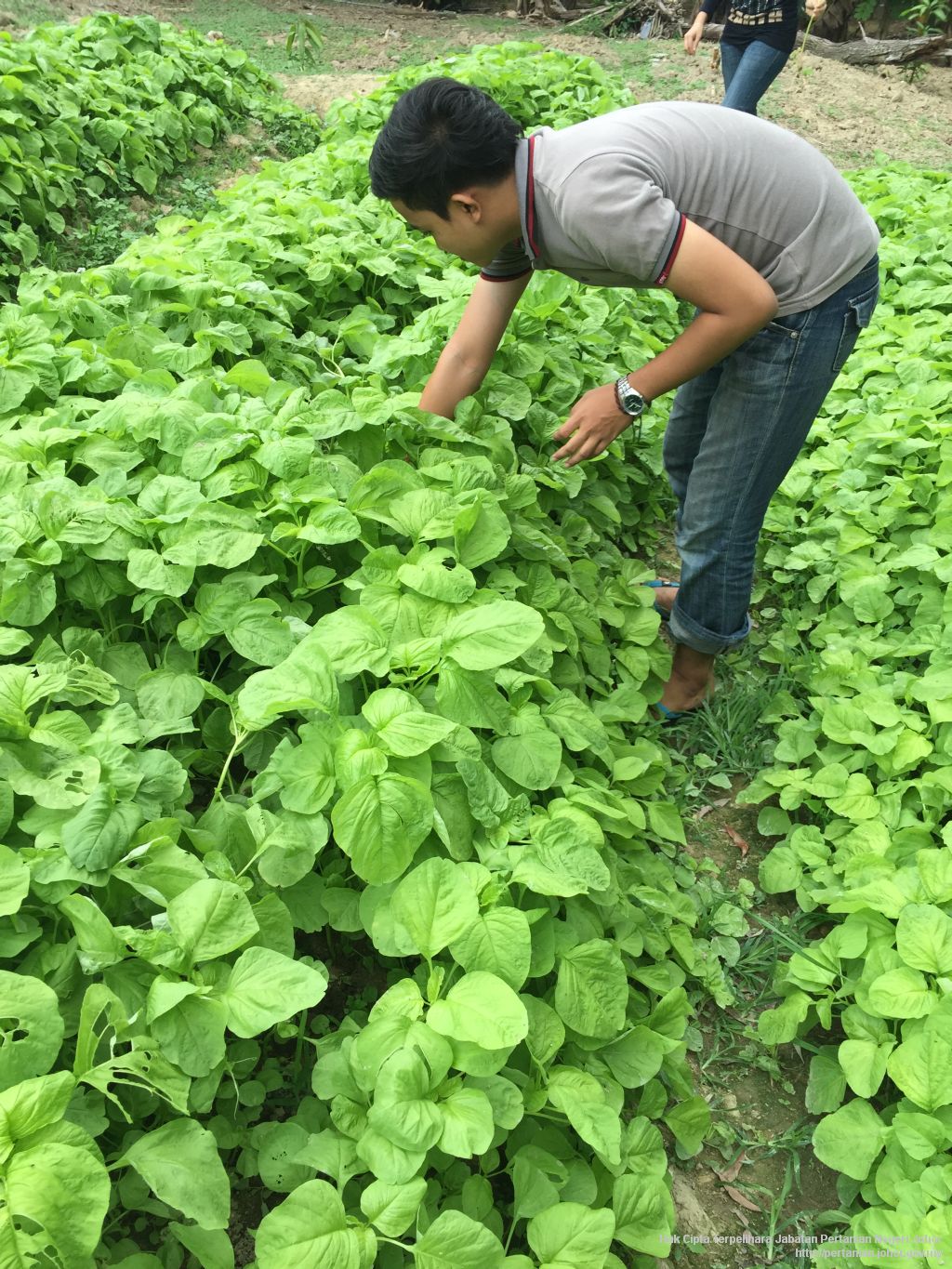 Tanaman Bayam  Laman Web Rasmi Jabatan Pertanian Negeri Johor