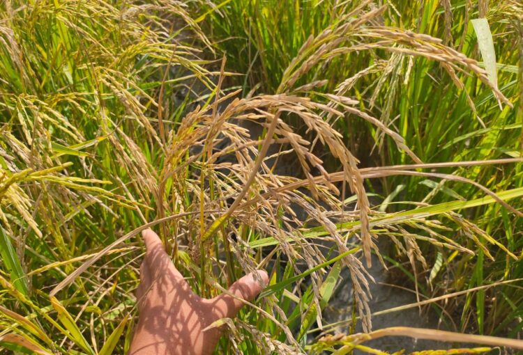 Lawatan Kerja Timbalan Pengarah Pertanian Negeri Johor ke Sawah Daerah Mersing