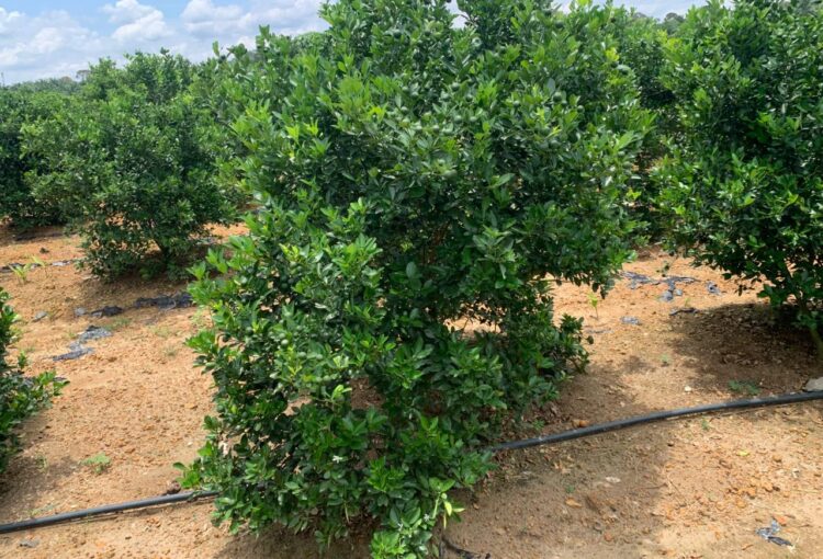 LAWATAN PEMERIKSAAN TAPAK PERMOHONAN BARU PENSIJILAN MYGAP TAHUN 2026