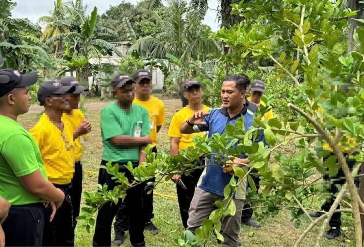 Kursus Pemangkasan & Cantuman Tut Tanaman Lemon PUSPEN, Muar