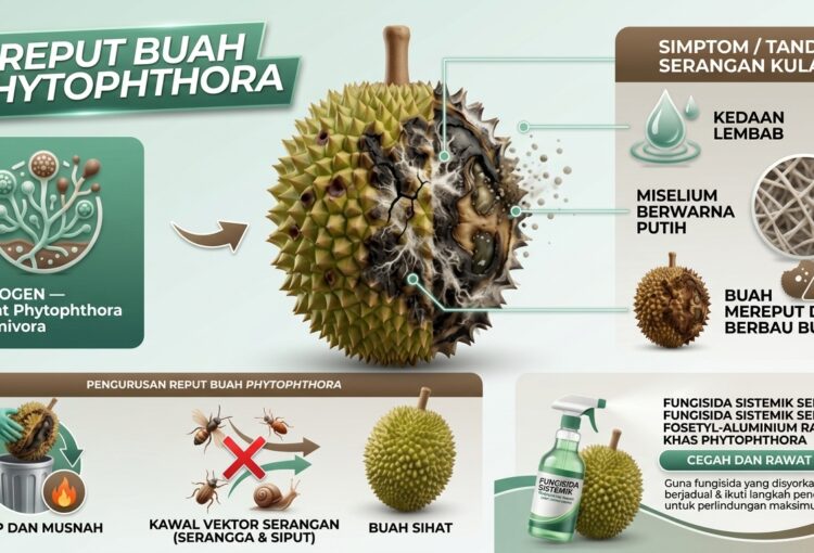 Panduan Mengenal Pasti dan Menguruskan Penyakit Reput Buah Phytophthora