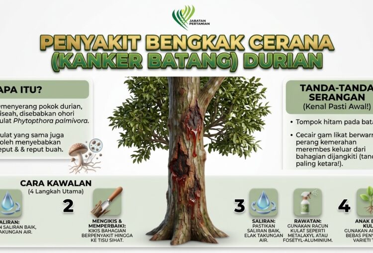 Awas Penyakit Kanker Batang Durian: Kenali Tanda dan Langkah Kawalan