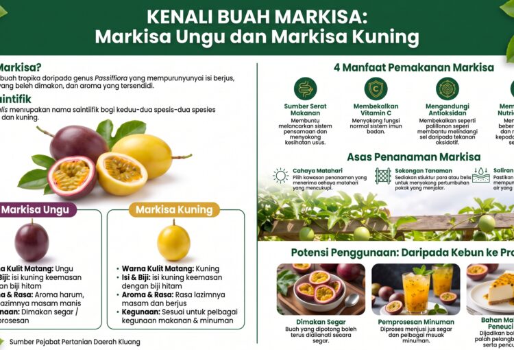 MARKISA UNGU DAN KUNING: BUAH EKSOTIK YANG KAYA DENGAN POTENSI